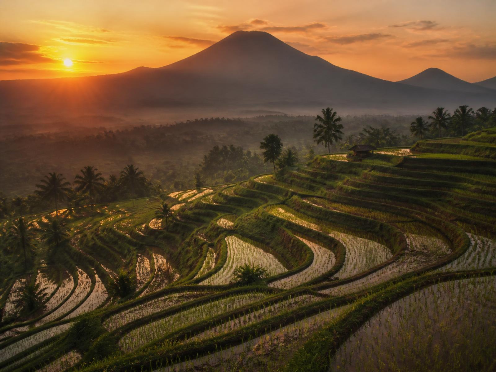 Bali rice terraces at golden hour